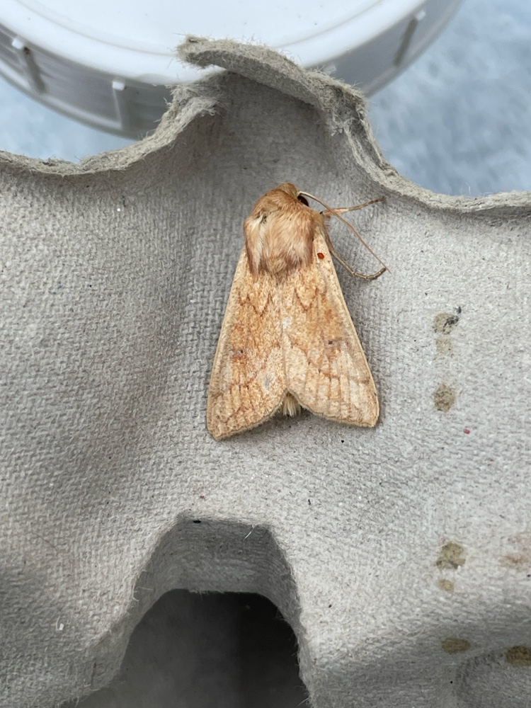 Photo of Delicate (Mythimna vitellina)